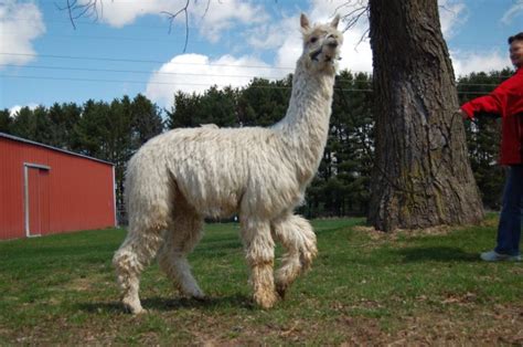 The Healing Powers of Magic Willows Alpacas: Nature's Therapeutic Companions